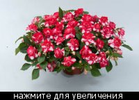 Бальзамин Musica Bicolor Cherry цена 80 руб 